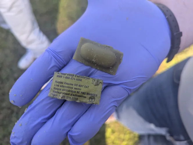 MCHD spreads oral rabies vaccine baits around Morgantown
